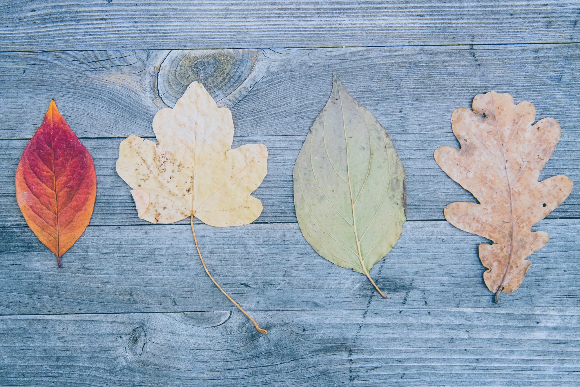 Photo of Leaves